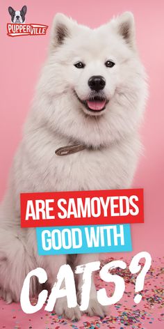 a white dog with sprinkles on it's face and the words are samoyeds good with cats?