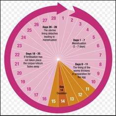 Menstrual Cycle Chart, Menstrual Cycle Calendar, Fertility Day, Fertility Calendar, Ovulation Calendar, Fertility Cycle, Ovulation Cycle, Pregnancy Calendar, Free Calendar Template