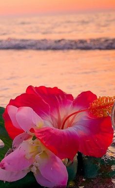 a pink flower sitting on top of a green leaf next to the ocean at sunset