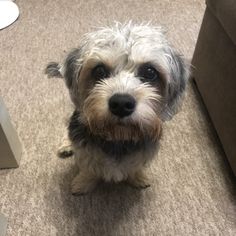 a small dog sitting on the floor in front of a couch looking at the camera