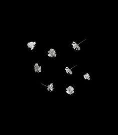 several white flowers are arranged in the shape of a circle on a black background with space for text