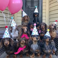 a group of dachshunds wearing party hats and holding balloons in front of a house