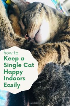 a close up of a cat laying on top of a blanket with the words how to keep a single cat happy indoors easily