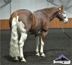 a brown and white horse standing in an arena