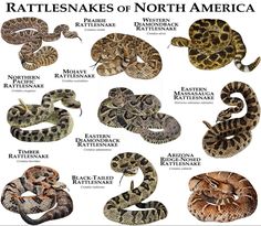 the rattle snakes of north america are shown in this poster, which shows their different colors and sizes