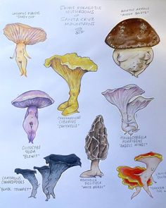 an illustration of different types of mushrooms on a sheet of paper with colored inks