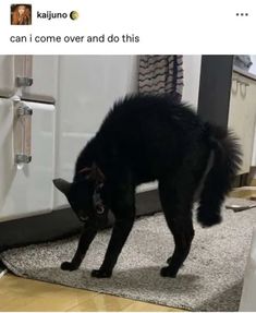 a black cat standing on top of a rug