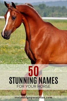 a brown horse standing on top of a lush green field