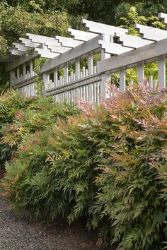 a row of bushes next to a white fence