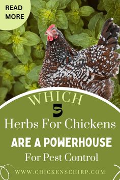 a chicken with the words which 5 herbs for chickens are a powerhouse for pest control