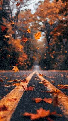 falling leaves on the side of an empty road in front of trees with orange and yellow leaves