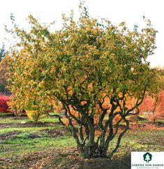 a small tree in the middle of a field with leaves on it's branches