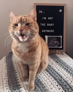 an orange cat sitting on top of a bed next to a sign that says i'm not the baby anymore