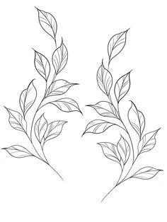 two leaves are shown in black and white, one is drawn on the other side