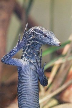 a lizard is standing on its hind legs