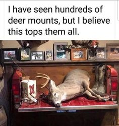 a deer that is laying down on a bench