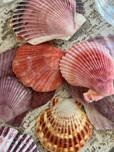 several seashells are arranged in a circle on the ground