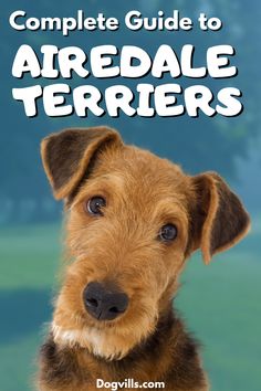 the complete guide to aired terriers by dogvilles com, with an image of a