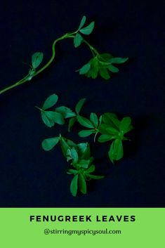 What do you know about Methi/Fenugreek ? - stirringmyspicysoul Milk Production, Seed Pods