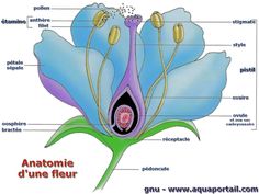 the parts of a flower are labeled in this diagram