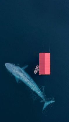 an aerial view of a boat and a whale in the water