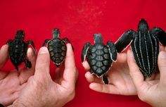 three small turtles being held in their hands