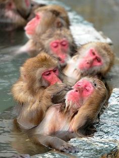 several monkeys are swimming in the water together