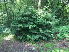 a small bush in the middle of a forest