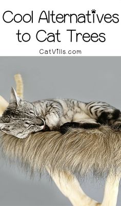 a cat laying on top of a fake animal tail with text overlay that reads cool alternatives to cat trees