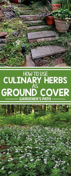 the cover of how to use culinary herbs as a ground cover for gardener's path