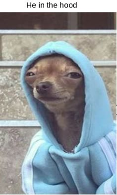 a small brown dog wearing a blue hoodie