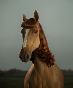 a brown and white horse with long hair on it's head looking at the camera