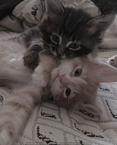 a kitten is playing with another cat on the bed