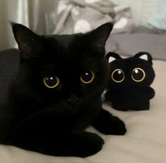 a black cat laying on top of a bed next to two small stuffed animals in front of it