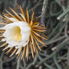 a white flower with yellow tips in the desert