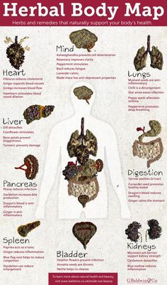 Medical Herbs, Magia Das Ervas, Magic Herbs, Body Map, Natural Healing Remedies, Herbal Healing, Home Health Remedies, Herbal Magic, Herbs For Health