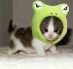 a small kitten wearing a frog costume on top of it's head and looking at the camera