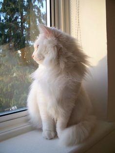 a fluffy white cat sitting on top of a window sill looking out the window