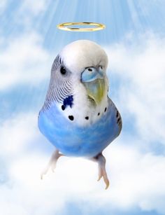 a blue and white parakeet flying through the air with a halo above its head