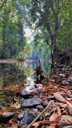 a river with rocks and trees in the background