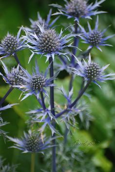 some very pretty blue flowers in the grass