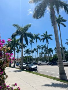 palm trees line the street in front of some parked cars and purple petunias