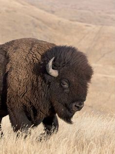 an adult bison is walking through the tall grass