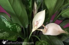 a close up of a white flower with green leaves