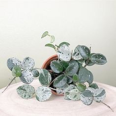 a potted plant sitting on top of a wooden table next to a white wall