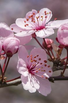 some pink flowers are blooming on a tree