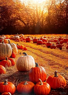 a field full of pumpkins sitting on top of dry grass