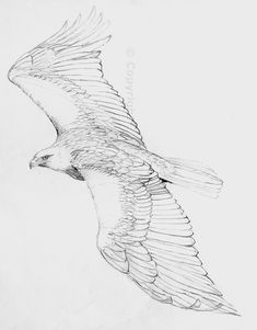 a drawing of an eagle flying in the sky