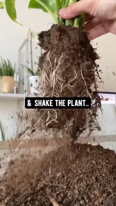 Creative Explained, Plant Hacks, Orange Peel, Outdoor Ideas, Helpful Tips, Dream Room, Container Gardening, Planting, Helpful Hints