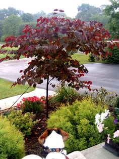 a dog is sitting on the steps looking down at flowers and trees in front of him